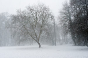 Snow drifting in the park, snowfall Snow drifting in the park, snowfall
